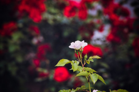 beautiful white rose blooming in summer garden green leavesの写真素材