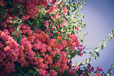 beautiful colorful bougainvillea spring backgroundの写真素材