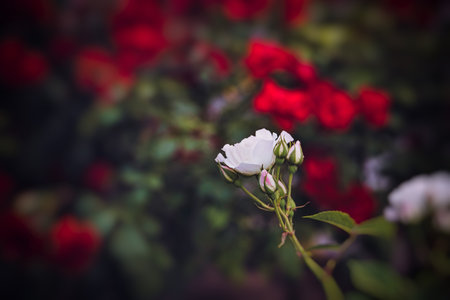 beautiful white rose blooming in summer garden green leavesの写真素材