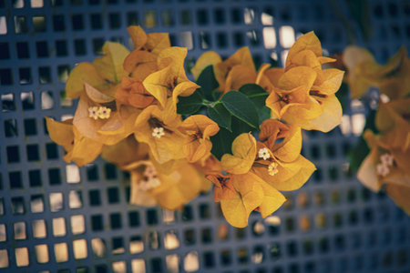 beautiful colorful bougainvillea spring backgroundの写真素材