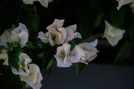beautiful colorful bougainvillea spring backgroundの写真素材