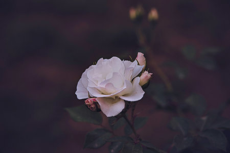 beautiful white rose blooming in summer garden green leavesの写真素材