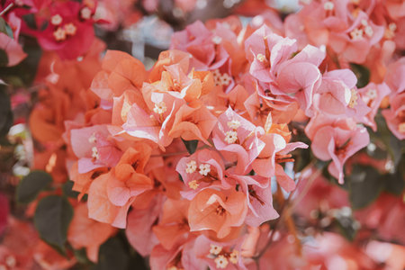 beautiful colorful bougainvillea spring backgroundの写真素材
