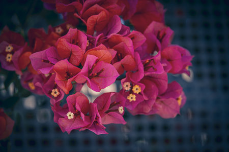 beautiful colorful bougainvillea spring backgroundの写真素材