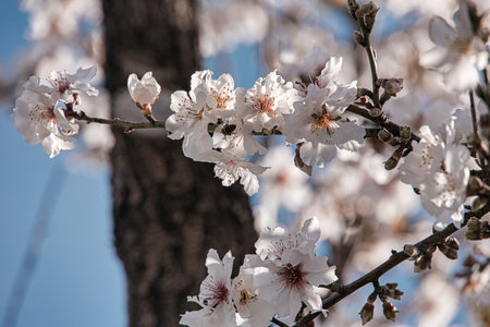 beautiful white flower of a spring-blooming almond treeの写真素材