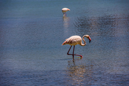beautiful pink flamingos birds on the lake in Calpe, Spainの写真素材
