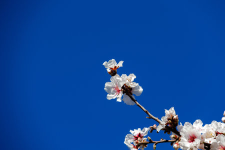 beautiful white flower of a spring-blooming almond treeの写真素材