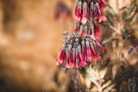 a beautiful red flower of a thuja plant in close-upの写真素材