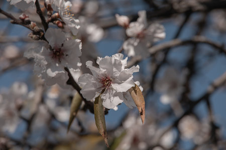 beautiful white flower of a spring-blooming almond treeの写真素材