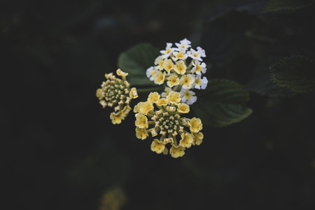 beautiful yellow lantana camara flower on dark green garden backgroundの写真素材