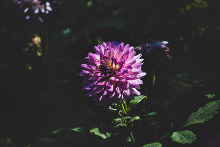 beautiful autumn purple aster in the garden in the sunshineの写真素材