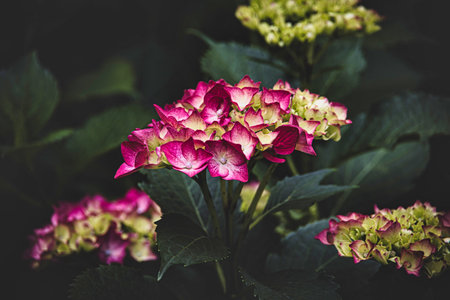 beautiful red hydrangea against the background of green leaves in the gardenの写真素材