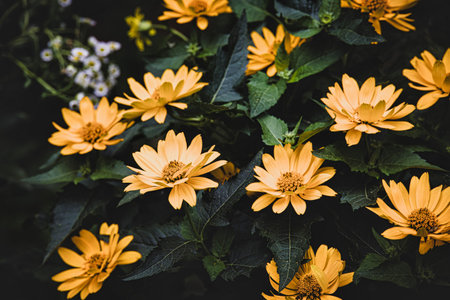 beautiful yellow flower against green leaves in the gardenの写真素材