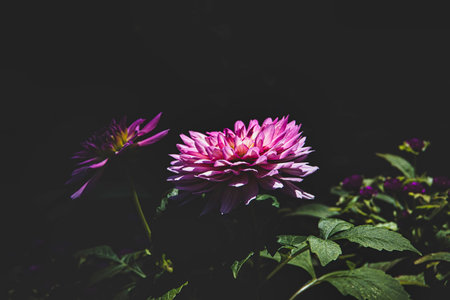 beautiful autumn purple aster in the garden in the sunshineの写真素材