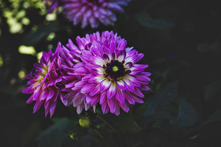 beautiful autumn purple dahlia in the garden in the sunshineの写真素材