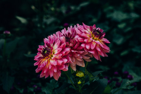 beautiful autumn purple dahlia in the garden in the sunshineの写真素材