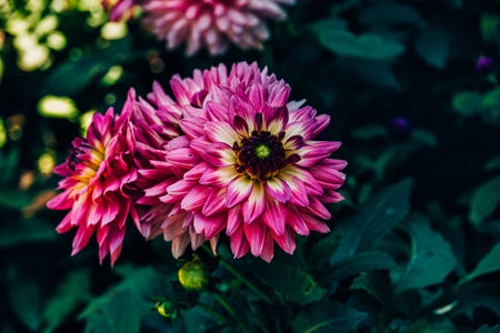 beautiful autumn purple dahlia in the garden in the sunshineの写真素材