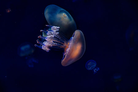 beautiful jellyfish float gracefully against a deep blue backgroundの写真素材