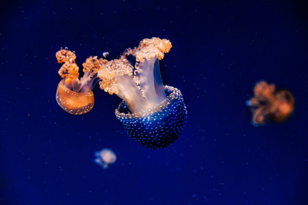 beautiful jellyfish float gracefully against a deep blue backgroundの写真素材