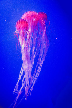 beautiful jellyfish float gracefully against a deep blue backgroundの写真素材