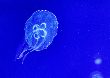 beautiful jellyfish float gracefully against a deep blue backgroundの写真素材