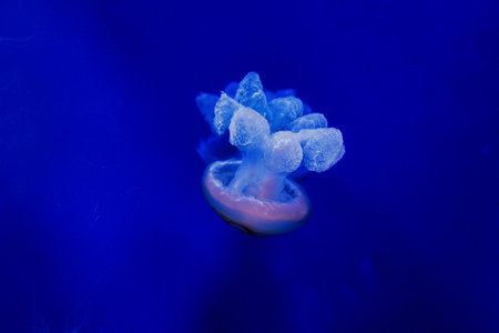 beautiful jellyfish float gracefully against a deep blue backgroundの写真素材