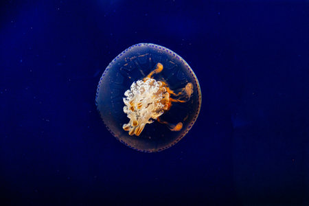 beautiful jellyfish float gracefully against a deep blue backgroundの写真素材
