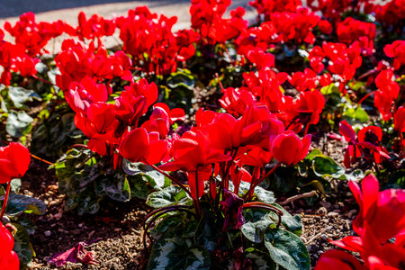 beaatifu flowers Viola alpina with red stems and green leaves grow densely in a garden settingの写真素材