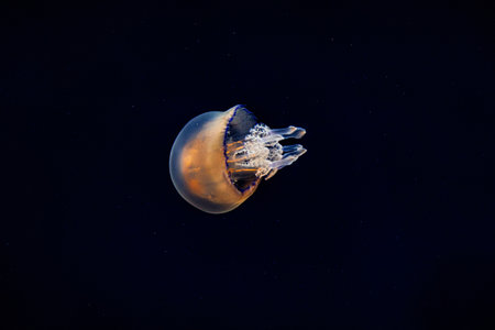 beautiful jellyfish float gracefully against a deep blue backgroundの写真素材