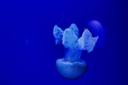 beautiful jellyfish float gracefully against a deep blue backgroundの写真素材