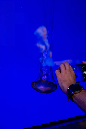 A person is taking a photo of a jellyfish with a smartphone under bright blue lightingの写真素材