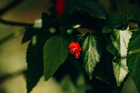 beautiful red hibiscus flower in the garden in the sunshineの写真素材