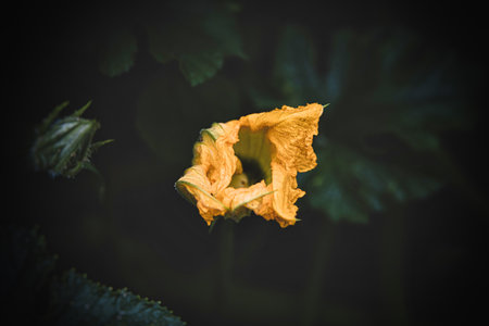 beautiful yellow pumpkin flower in a summer garden against a background of green leavesの写真素材