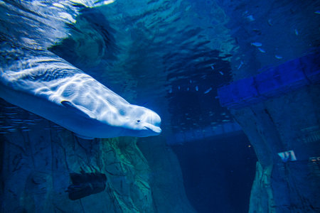 beautiful beluga whale swimming underwater in zooの写真素材