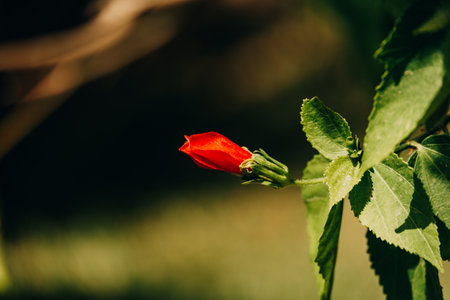 beautiful red hibiscus flower in the garden in the sunshineの写真素材