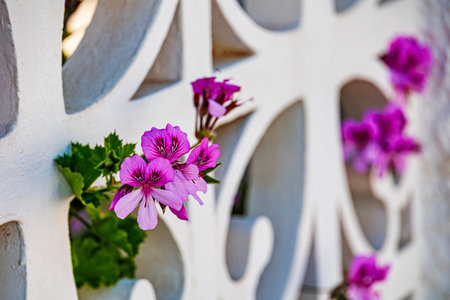 Vibrant pink flowers pelargonium cucullatum bloom through the decorative openings of a white wall, framed by lush green leavesの写真素材