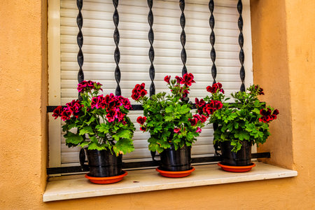Three pots of vibrant red and pink flowers Pelargonium sit on a windowsill, framed by a wrought iron grill and surrounded by an orange facadeの写真素材