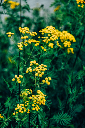 yellow tansy flowers , round flowers in full bloom contrast against a blurred green backgroundの写真素材