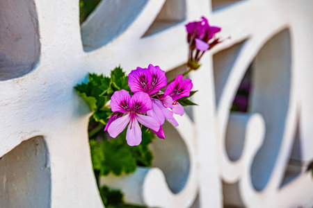 Vibrant pink flowers pelargonium cucullatum bloom through the decorative openings of a white wall, framed by lush green leavesの写真素材
