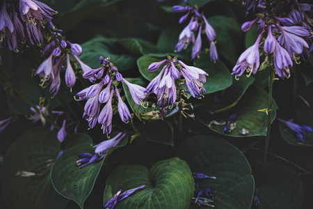 Purple Hosta clausa flowers gracefully hang over lush green leaves, creating a serene and calming natural sceneの写真素材