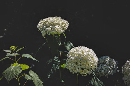 Bright white hydrangea blooms contrast against a dark background, giving a dramatic effect.の写真素材
