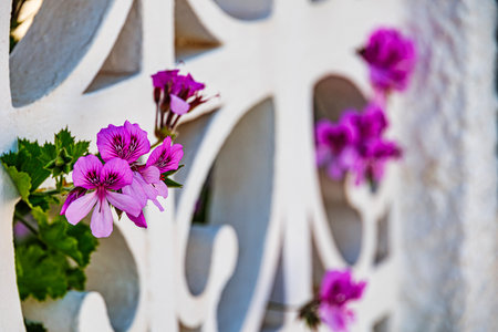Vibrant pink flowers pelargonium cucullatum bloom through the decorative openings of a white wall, framed by lush green leavesの写真素材