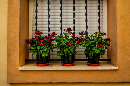 Three pots of vibrant red and pink flowers Pelargonium sit on a windowsill, framed by a wrought iron grill and surrounded by an orange facadeの写真素材
