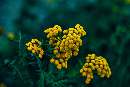 yellow tansy flowers , round flowers in full bloom contrast against a blurred green backgroundの写真素材