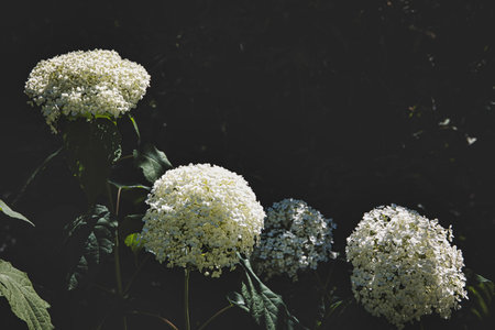 Bright white hydrangea blooms contrast against a dark background, giving a dramatic effect.