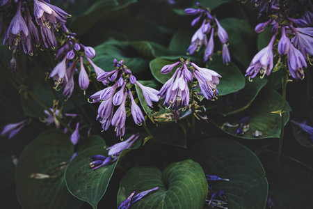 Purple Hosta clausa flowers gracefully hang over lush green leaves, creating a serene and calming natural sceneの写真素材