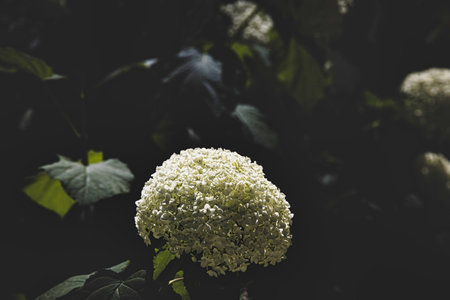 Bright white hydrangea blooms contrast against a dark background, giving a dramatic effect.の写真素材