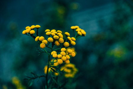 yellow tansy flowers , round flowers in full bloom contrast against a blurred green backgroundの写真素材