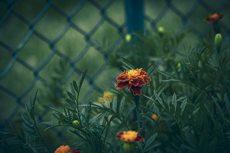 beautiful red and yellow marigold flower in the garden against the background of green leavesの写真素材