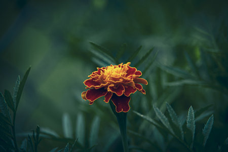 beautiful red and yellow marigold flower in the garden against the background of green leavesの写真素材
